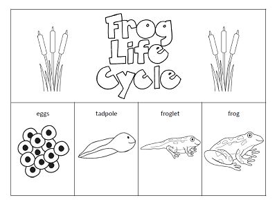 Tadpole Life Cycle, Frogs Preschool, Life Cycles Preschool, Frog Dissection, Life Cycle Of A Frog, Science Life Cycles, Frog Activities, Frog Life Cycle, Plants Worksheets