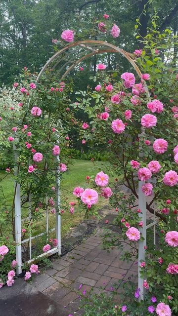 Erin Clark ~ Cottage Gardens on Instagram: "Even beautiful on a misty morning in Maine… John Davis Climbing Roses are in their glory. My absolute favorite time in the cottage gardens… • • #roses #climbingroses #arbor #cottagegarden #cottagegardenlove #mycottage #mycottagegarden #englishcottagegarden #cottagegardening #gardensofinstagram #courtyardgarden #perennialgardens #gardenanswer #countrygardens #gardengatemagazine #thecottagejournal #gardeninspiration #unbelievablegardens #cottagesandbungalows #homeandgarden #thehappygardeninglife #gardendesign #romanticgardendreams #countrygarden #gardenplanning #gardengreatorsmall #betterhomesandgardens #clarkcottagegardens #cottagecore" Clark Cottage Garden, Rose Cottage Garden, Small Rose Garden Ideas, Small Cottage Garden, Cottage Garden Roses, Dreamy Backyard, John Davis, Blue Patio, Garden Inspo