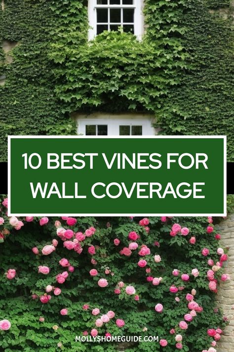 Discover the best vines to cover a wall and add beauty to your garden with these fast-growing plants. Whether you're looking for climbing plants like English Ivy or Climbing Clematis, or you need plants to cover a fence and wall, these trellis plants are perfect for creating a lush green backdrop. Cascading plants for a wall garden offer an elegant touch, while fast growing vines provide quick coverage for any space. Ivy Climbing Wall, Vines Growing On House, Growing Vines On House, Wall Climbers Plants, Vine Wall Outdoor, Vines On House Exterior, English Ivy Outdoor, Boston Ivy Wall, Vines On Brick Wall