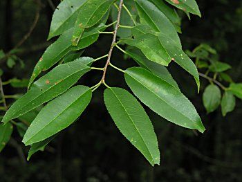 Black Cherry (Prunus serotina) leaves Prunus Serotina, Cherry Leaf, Cherry Bark, Tree Identification, Fast Growing Trees, Sister Tattoos, Sweet Cherries, Black Cherry, Native Plants