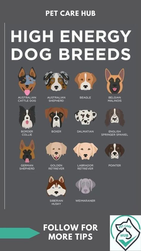 Low Energy Dogs, Dog Breeds Chart, Boxer Breed, Workout Buddy, Easiest Dogs To Train, Basic Dog Training, Pound Puppies, Bad Behavior, Popular Dog Breeds