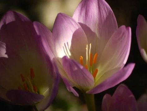 Colchicum Flowers (Autumn Crocus): Types, How to Grow and Care | Florgeous Autumn Crocus, Flowers