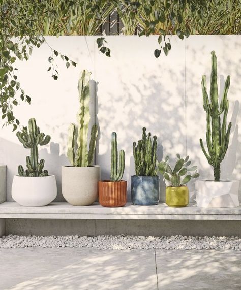 Yard Landscaping Simple, Dry Garden, Cactus Decor, Garden Deco, Front House Landscaping, Backyard Garden Design, Cactus Garden, Front Yard Landscaping Design, Backyard Decor