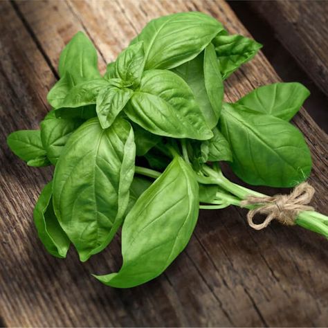 Marjoram Substitute, Salad Caprese, Basil Health Benefits, Fresh Basil Recipes, Apple Cider Vinegar Rinse, Vinegar Rinse, Growing Basil, Basil Recipes, Basil Plant