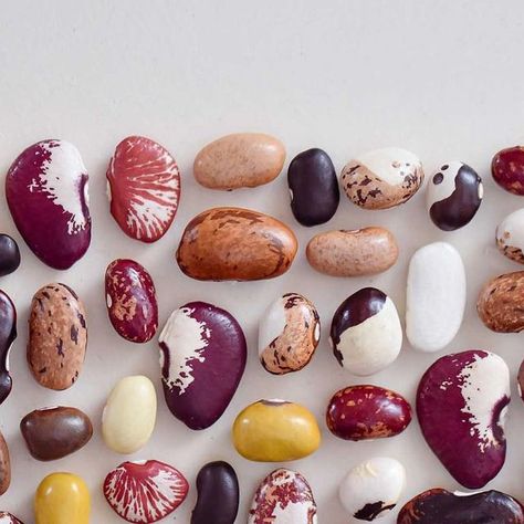 Jonas Frei on Instagram: "The beauty of bean biodiversity. Cultivars. Mostly #Phaseolus, a few #Vigna. #botany #cultivars #bean #beans #fabaceae #seed #seeds #nature #phaseoluscoccineus #phaseoluslunatus #phaseolusvulgaris" Beans Aesthetic, Bean Aesthetic, Bean Art, Bean Varieties, Heirloom Vegetables, Material Textures, Three Sisters, Plant Pattern, October 25