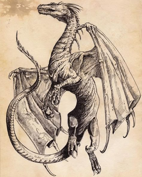 fantasy character art Dragons With Wings, Dragonology Illustrations, Dragon Vintage Illustration, Medieval Illustration Art, Old Dragon Art, Medieval Inspired Art, Medieval Dragon Drawing, Vintage Dragon Illustration, Medieval Dragon Art