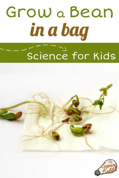 Spring Science Experiments, Spring Science Activities, Grow Beans, Spring Learning Activities, Plant Experiments, Spring Math Activities, Kitchen Science Experiments, Growing Beans, Spring Science