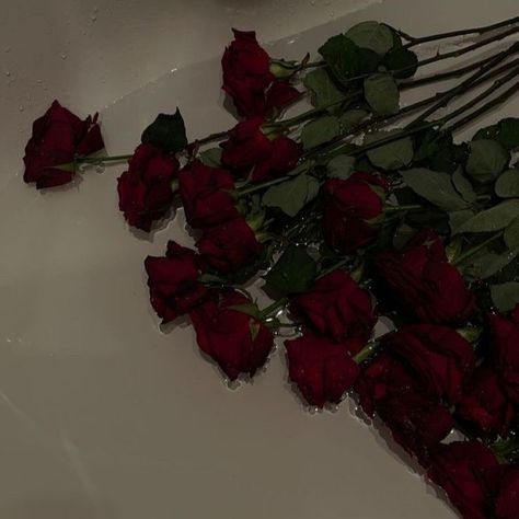 Anna + Core + Aesthetic, Maroon Aesthetic, Rosé Core, Burgundy Aesthetic, Dark Red Roses, Dark Red Wallpaper, Rosé Aesthetic, Ivory Roses, Dark Flowers