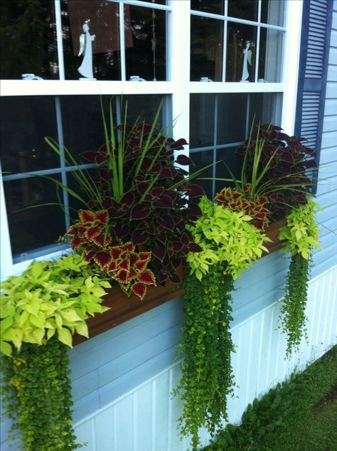 Window box flowers