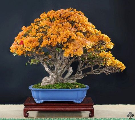 Orange flowers on this Bonsai Flowering Bonsai, Bougainvillea Bonsai, Flowering Bonsai Tree, Pre Bonsai, Bonsai Care, Bonsai Styles, Bonsai Flower, Japanese Bonsai, Fleur Orange