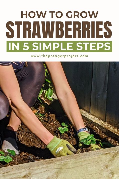 Grow Strawberries How To Grow Strawberries, Strawberry Varieties, Grow Strawberries, Plants Growing, Plant Hacks, In The Summertime, Strawberry Patch, Growing Strawberries, Strawberry Plants