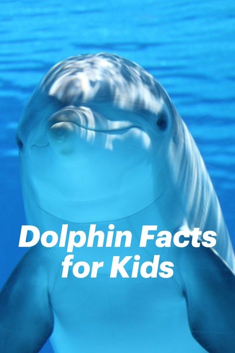 Dolphin Party Games, Dolphin Projects For Kids, Dolphin Facts For Kids, Dolphin Habitat, Weird Animal Facts, Toddler Shows, Animal Facts Interesting, Animal Facts For Kids, Dolphin Facts