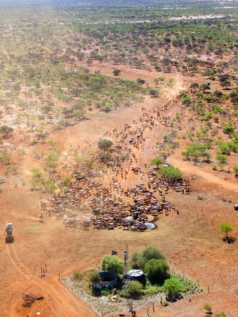 Cattle Station, Thorn Birds, Beautiful Australia, Crocodile Dundee, Australian Outback, Outback Australia, Land Of Oz, Country Lifestyle, Northern Territory