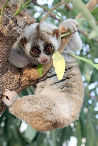 Slow Loris Margay Cat, Elephant Shrew, Slow Loris, Dangerous Animals, Nocturnal Animals, Endangered Animals, Primates, Animals Of The World, Beautiful Creatures