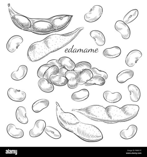 Edamame Tattoo, Beans Drawing, Bean Illustration, Bean Drawing, Bean Tattoo, Bean Pods, Edamame Beans, Edamame, Vector Stock