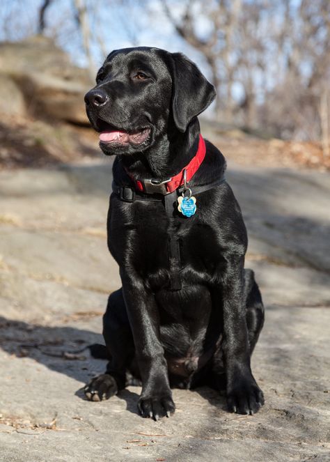 Labrador Noir, Black Labrador Dog, Dog Exercise, Black Labrador Retriever, Black Lab Puppies, Lab Dogs, Black Labs, Labrador Retrievers, Lab Puppies