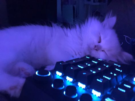 Music Cat Aesthetic, Cat Keyboard, Animal Pfp, Gamer Cat, Cat Dark, Cat Profile, Gorgeous Cats, Playlist Covers, Cute Anime Profile Pictures