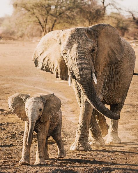 Elephant Sketch, Elephant Facts, Elephant Images, Happy Elephant, Elephant Walk, Elephants Photos, Best Background Images, Elephant Tattoos, Elephant Love