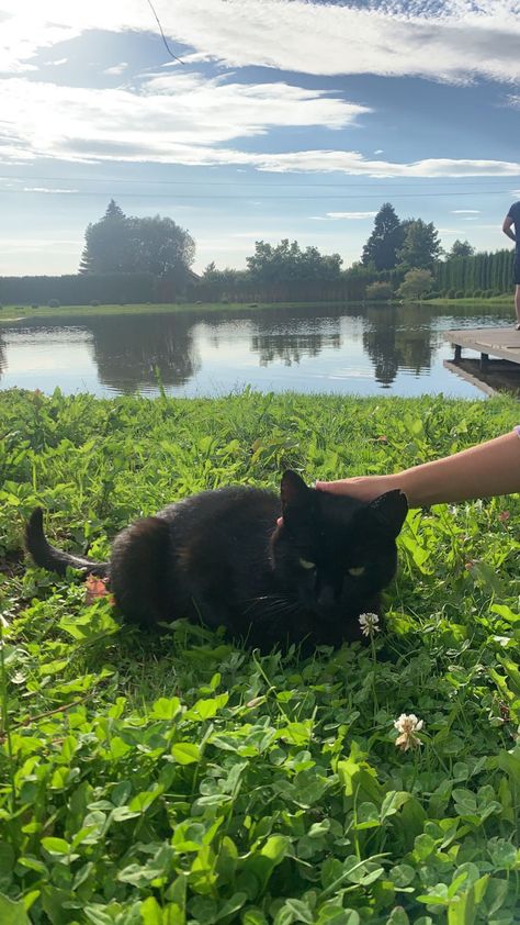 black cat field aesthetic nature cute pond lake flowers Outdoor Cat Aesthetic, Lake Flowers, Field Aesthetic, Outdoor Cat, Aesthetic Nature, Outdoor Cats, Cat Aesthetic, Board Ideas, Dream Life