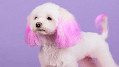 TikTok Thinks Dyeing Your Dog's Fur Is Always a Bad Idea, But Veterinarians Are Less Convinced | Allure Navy Blue Hair Dye, Dog Hair Dye Ideas, Light Purple Hair Dye, Dog Dye Ideas, Unicorn Hair Dye, Hair Dye Techniques, Dog Hair Dye, Eyelash Application, Neon Green Hair