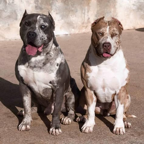 American Bully Xl Merle, Xxl American Bully, American Bully Xxl, Cut Puppies, Merle Bully, Bully Xxl, Merle Pitbull, Pitbull Dog Breed, Pitbull Boxer