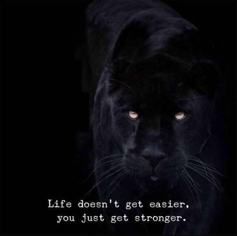 Panther Quotes, Black Jaguar Animal, Panther Pictures, Manifestation Prayer, Jaguar Animal, Animal Spirit Guide, Lion Quotes, Witch Pictures, Black Quotes