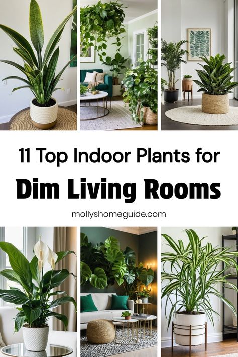 Enhance your living space with the best indoor plants for low-light environments. Discover hard-to-kill, low-maintenance houseplants perfect for beginners or those with dark corners in their home. Create a care-free indoor garden with plants that don't need sunlight, ideal for bathrooms without windows. From indoor succulents to cat-safe options, these low-effort plants are not only beautiful but also great decor pieces. Indoor Plants Decor Bathroom, Succulent Living Room Decor, Plant Area In Living Room, Live Plants In Home Decor, Dim Living Room, Best Indoor Plants For Low Light, Bathrooms Without Windows, Low Light Plants Indoor, Plants To Grow At Home