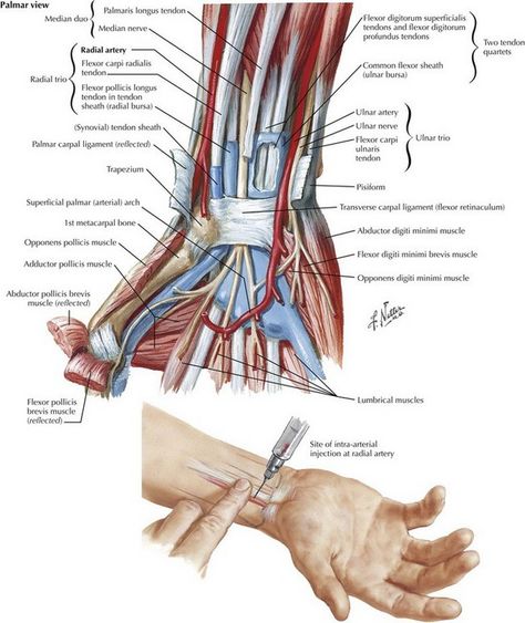 Nurse Charting, Radial Artery, Human Muscle Anatomy, Physical Therapy Assistant, Musculoskeletal System, Human Body Anatomy, Medical Facts, Medical School Essentials, Muscle Anatomy