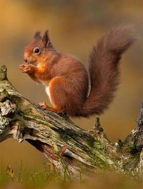 Drawing Squirrel, Tree Rat, Squirrel Drawing, Squirrel Tattoo, Squirrel Pictures, Squirrel Feeder, Squirrel Art, Cute Squirrel, Red Squirrel