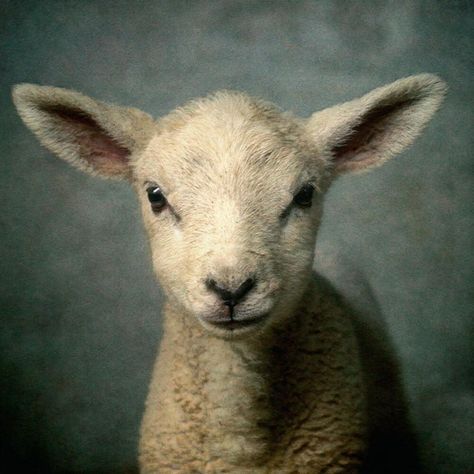 Lamb Pictures, Elevation Worship, Regnul Animal, Baby Faces, Sheep And Lamb, Worship Music, Lion Of Judah, Arte Animal, Praise And Worship