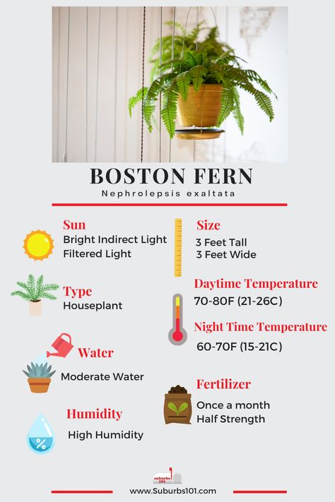 8 Tips on How to Care for Your Boston Fern (Infographic) Boston Fern Care Indoor Plants, Boston Fern Care Outdoor, Fern Care Indoor, Boston Fern Care, Fern Plant Care, Caladium Care, Boston Fern Indoor, Cat Safe House Plants, Fern Varieties