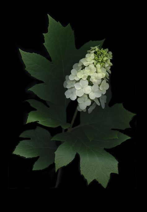 Mary Kocol, Oak Leaf Hydrangea, Hydrangea Leaves, State Flowers, Jungle Plants, Hydrangea Painting, Oakleaf Hydrangea, Flower Inspiration, Moon Garden