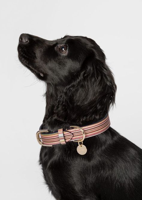 Looking to up your pup's dog park fashion game? Check out 16 seriously stylish luxury high-end dog collars and leashes right here that do exactly that! Image via Paul Smith feat. Paul Smith Signature Stripe Leather Dog Collar, black English Cocker Spaniel puppy #luxury #designerdogcollar #fancy #cockerspaniel Dachshund Collar, English Cocker Spaniel Puppies, Wicker Dog Bed, Dog Room Decor, Dog Room, Collars And Leashes, Dog Fashion, Dachshund Gifts, Dog Rooms