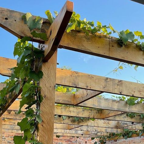 Waddell Landscape Design on Instagram: "Dinner spot sorted 👌🏼 hardwood pergola, bluestone paving and ornamental grape vine doing wonders for this back yard 😍 #waddelldesign . .. ... ..... ... .. . #landscapedesign #landscaping #landscapedesignmelbourne #landscapinggeelong #landscapedesigngeelong #landscapingmelbourne #landscaper #landscapergeelong #landscapearchitect #landscapearchitecture #landscapinggeelong #geelonggardens #landscapermelbourne #firepit #courtyard #courtyarddesign #garden #g Backyard Grape Vines, Pergola Plants Vines, Pergola With Grape Vines, Ornamental Grape Vine, Hardwood Pergola, Vine Pergola, Ornamental Grape Vine Pergola, Plant Grape Vines, Vine Fence