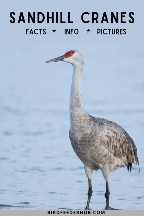 Florida Crafts, Italy Paintings, Backyard Birds Watching, Backyard Ducks, List Of Birds, Sandhill Cranes, Sandhill Crane, Things In Nature, Shore Birds