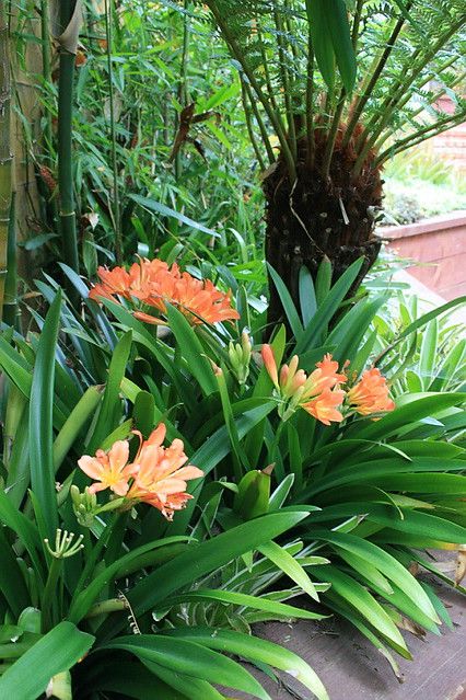 Clivia Plant Landscape, Clivia Miniata, Clivia Plant, Dream Garden Backyards, River Rock Garden, Front Lawn Landscaping, Backyard Covered Patios, Large Backyard Landscaping, Australian Native Garden