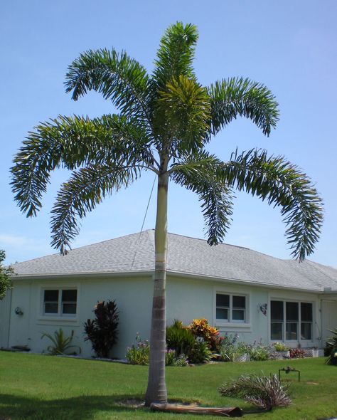 foxtail palm tree | the foxtail palm is an attractive self cleaning palm tree which needs ... Foxtail Palm Tree, Palm Tree Types, Foxtail Palm, Florida Trees, Palm Tree Pictures, Palm Trees Landscaping, Florida Landscaping, Florida Gardening, Landscape Design Plans