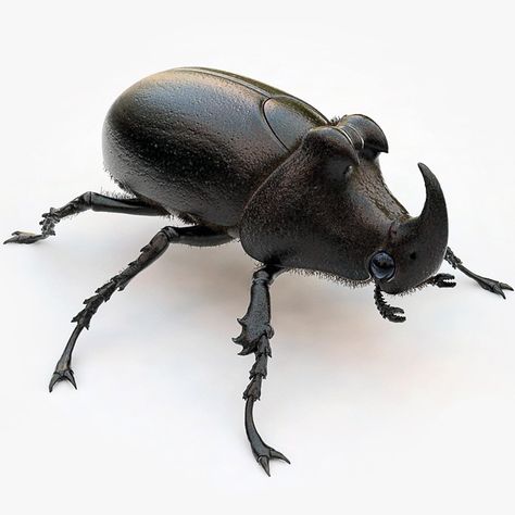 Rhinoceros Beetle 3D Model #AD ,#Rhinoceros#Beetle#Model Rhinoceros Beetle, Black Beetle, Rhino Beetle, Cool Insects, Beetle Insect, Cool Bugs, Beautiful Bugs, Animal Reference, Animal References