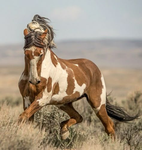 Mustang Horses, Wild Horse Pictures, Wild Horses Photography, Paint Horses, Beautiful Horse Pictures, Mustang Horse, Horse Dressage, Wild Mustangs, Majestic Horse