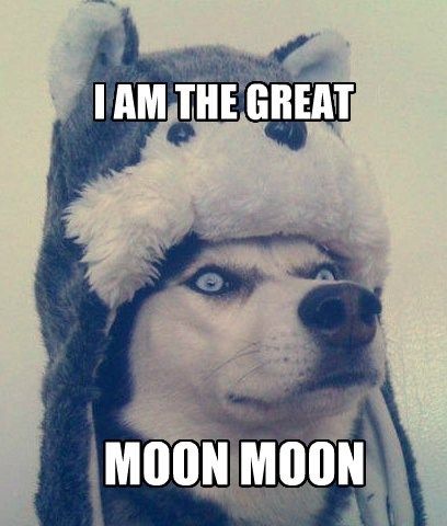 Guess who just discovered Moon Moon... Thank you internet. Moon Moon Memes, Husky Humor, Australian Shepherd Husky, Husky Funny, Dog Quotes Funny, Moon Moon, A Husky, Memes Humor, Animal Jokes