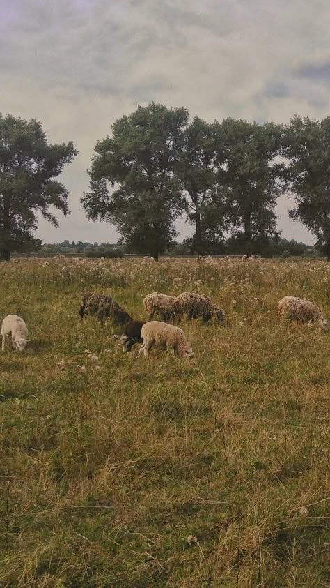 Farm Core Aesthetic, Sheep Farm Aesthetic, Sheep Wallpaper Aesthetic, Kenzie Core Aesthetic, Faith Core Aesthetics, Prarie Core Aesthetic, Kaitlyn Core Aesthetic, Leanne Core, Kaitlyn Core