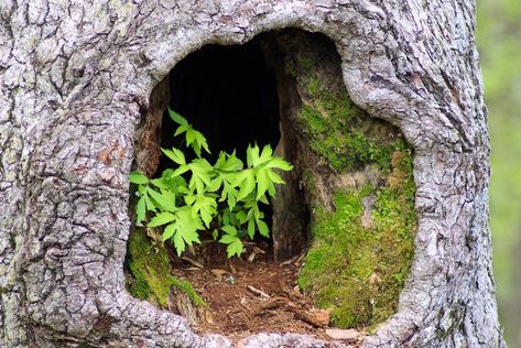 plants in hollow tree, tree, trunk, hole, leaves, plant, green, moss, bark, nature, shenandoah, national, park, gnarled, lichen, tree eyes, knothole, tree cave, brown, gnarly, detail, old, grey, outdoors, hollow, free photos, free images, royalty free Tree Swallow, Hollow Tree, Sea Wallpaper, Shenandoah National Park, Wood Ducks, Tree Frogs, Ways To Travel, Bird Species, Blue Ridge