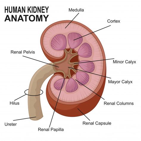 Human Body Vocabulary, Kidney Anatomy, Biology Diagrams, Human Kidney, Excretory System, Hearts Paper Crafts, Basic Anatomy, Kidney Pain, Kidney Detox