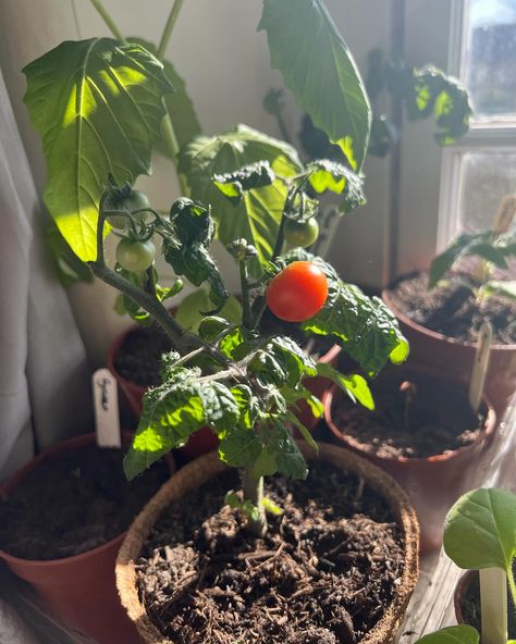 My micro tomatoes are growing happily and probably need bigger pots soon! 🥰🌱 They were sown early, as I usually do in December (16/12/2023) in a heated propagator with a grow light 💡 Why I enjoy growing micro tomatoes: 1. They’re compact and can be grown in small spaces, perfect for indoor growing on windowsills (see 2nd pic from last year!) 2. They don’t need large pots🪴 3. They need minimal maintenance. I only remove leaves that are looking unhealthy and they don’t need much staking/sup... Gardening Tomatoes, Plant Kitchen, Overwintering, Grow Light, Tomato Garden, Tomato Plants, Large Pots, Grow Lights, Year 2