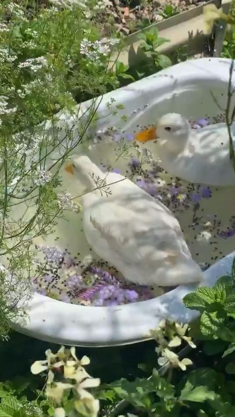 Cottagecore Garden Idea for Duck Bath 🌼🛁🌸 🎥 @motherthemountain | Cute animals, Pretty animals, Cute little animals Duck Bath, Cottagecore Life, Cottagecore Garden, Garden Idea, Pretty Animals, Aesthetic Nature, Animals Cute, Cute Animal Photos, Cute Creatures