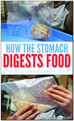 How the stomach breaks down food: In this activity from The Human Body Activity Book for Kids, children participate in a hands-on demonstration to understand the two ways in which the stomach breaks down food during digestion. #handsonlearning #humanbody #science #STEM #STEAM #kindergarten #giftofcuriosity || Gift of Curiosity Anatomy Crafts, Steam Kindergarten, Anatomy Learning, Human Body Unit Study, Human Body Projects, Gross Things, Body Preschool, Human Body Science, Human Body Activities