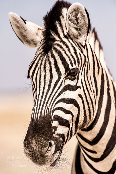 Zebra Art, Tropical Animals, Zebras Animal, Animal World, Canvas Paint, Animal Brooch, African Wildlife, George Michael, African Animals