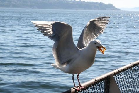 Also taken with the 17-85mm, this is a seagull eating a french fry that someone threw to him, downtown Seattle Insect Photos, Jackdaw, French Fry, Downtown Seattle, Maybe Someday, French Fries, Food For Thought, Seattle, Cottage