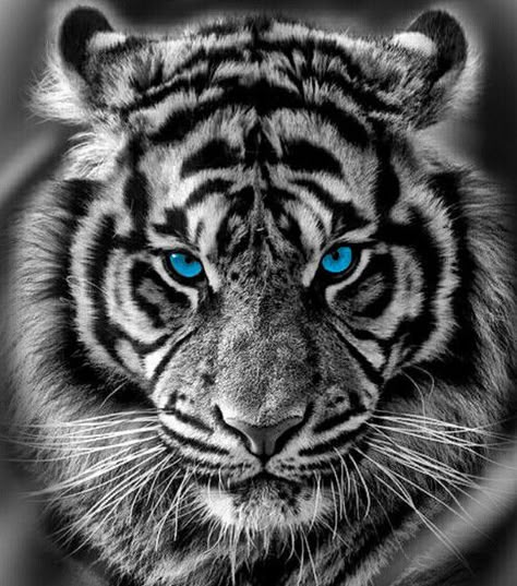 White Tiger Tattoo, Tiger Eyes Tattoo, Tiger Face Tattoo, Tiger Tattoo Sleeve, Big Cat Tattoo, Tiger Photography, Lion Tattoo Sleeves, Tiger Images, Tiger Artwork