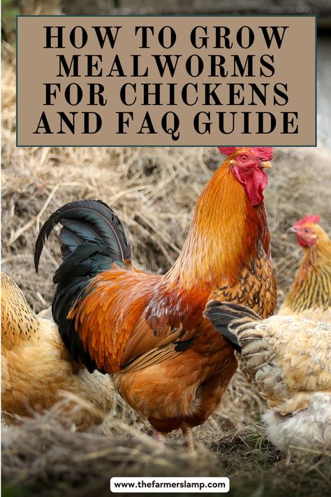 Explore the benefits of growing your own mealworms with our How to Grow Mealworms for Chickens guide! Find step-by-step instructions and answers to common questions, making it easy to provide a healthy, sustainable treat for your chickens. Start today and enhance your flock’s diet. Good Chicken Names, Chicken Brooder, Chicken Poop, Chicken Manure, Chicken Eating, Raising Backyard Chickens, Permaculture Design, Keeping Chickens, Building A Chicken Coop